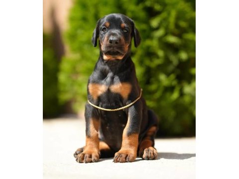 Doberman kapıda ödemeli çiftlik kredi kartı geçer