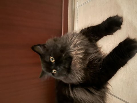 7.5 aylık erkek british longhair bombay