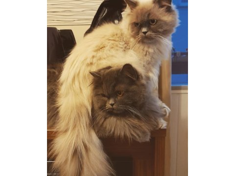 British longhair 9 aylık