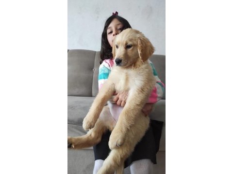 3 aylık bebek suratlı golden retriever