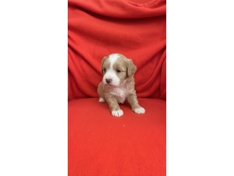 Wc eğitimli aşılı maltipoo bebekler