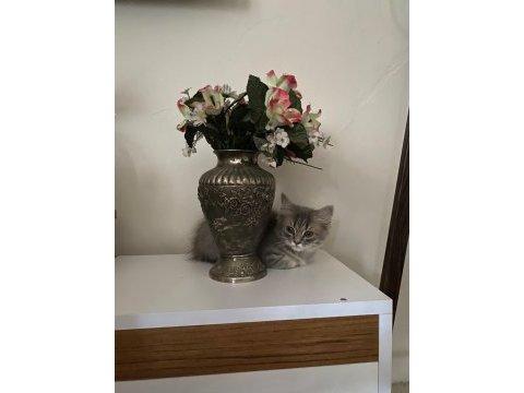 Kedimizi sahiplendirme acil