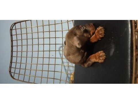 Kızıl doberman yavruları