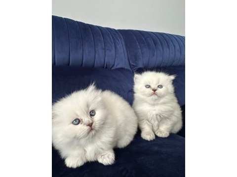 Kendi kedimin yavruları