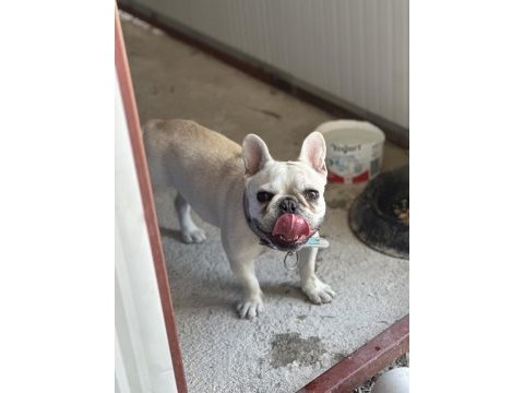 8 aylık a kalite french bulldog