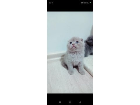 2 erkek kardeş scottish fold