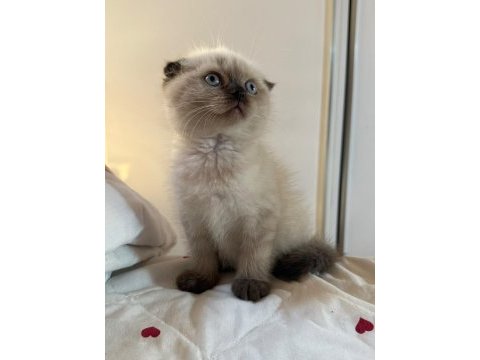 Mükemmel kaliteli maviş gözlü british shorthair