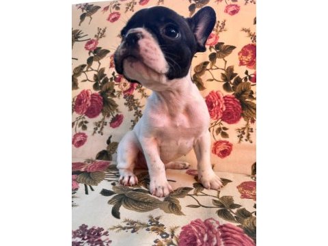 Safkan ırk french bulldog erkek yavrular