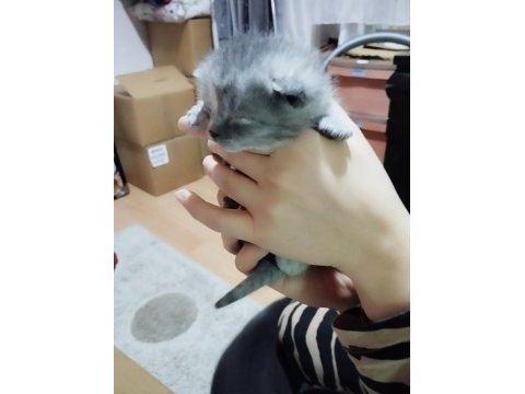 Yeni doğmuş scottish fold yavrular