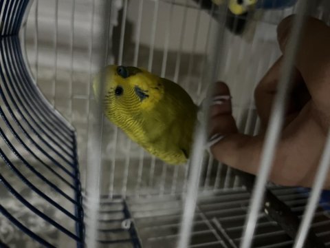 Sağlıklı güzel renk muhabbet kuşu