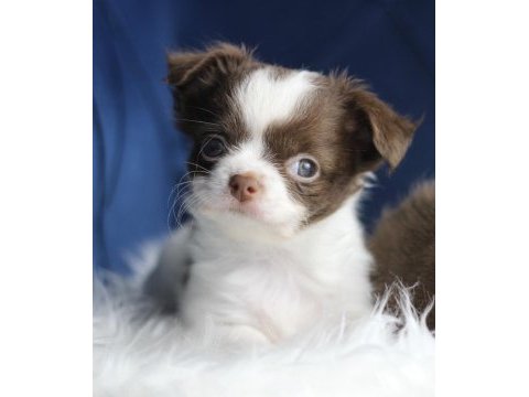 Orijinal teacup chihuahua yavrularımız
