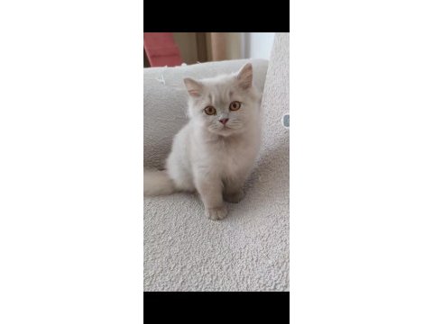 British longhair fawn
