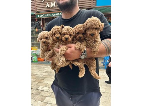 Irk ve sağlık garantili poodle