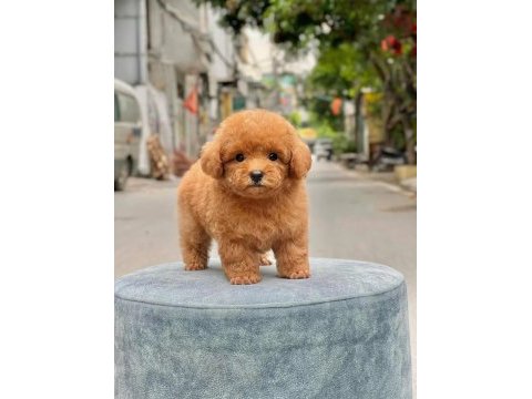 Toy poodle kızımız lori