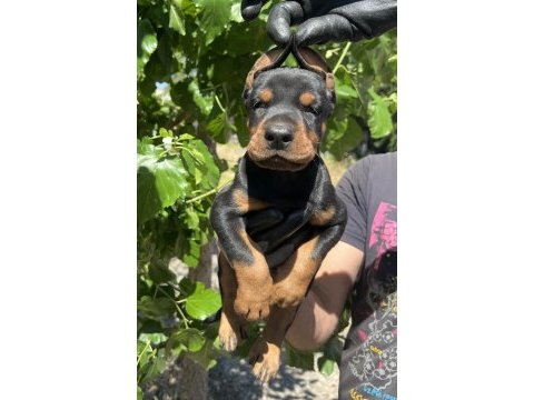 İri doberman yavrular