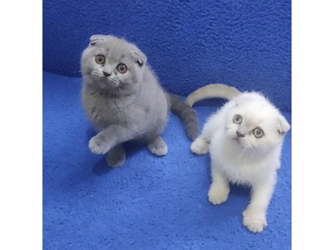 İstanbul içi 7/24 adrese teslim scottish fold ponçikler