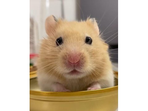 Hamster gonzales yavrular heryere gönderim