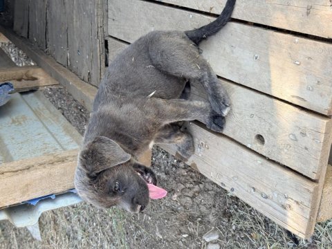 Cane corso yavruları