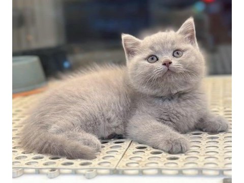 Özel renk lilak british shorthair yavrularımız 