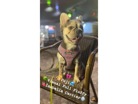 Yetişkin dişi french bulldog