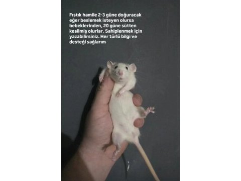 Çok akıllı rat yavrularım