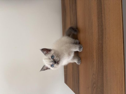British blue point bebeklerimiz