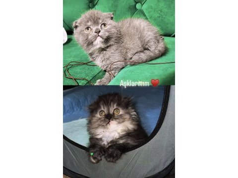 Scottish fold yavrular