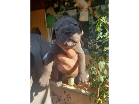 Blue cane corso yavrularım