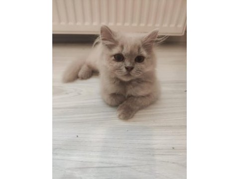 British longhair kedisi