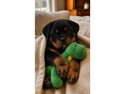 A kalite koca kafa rottweiler yavrular
