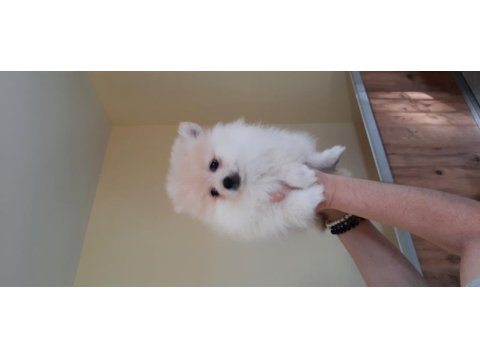 Irk garantili pomeranian