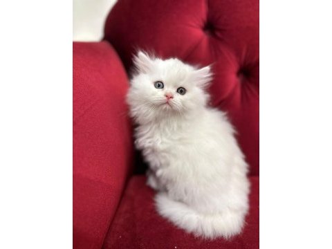 British longhair yavrularımız