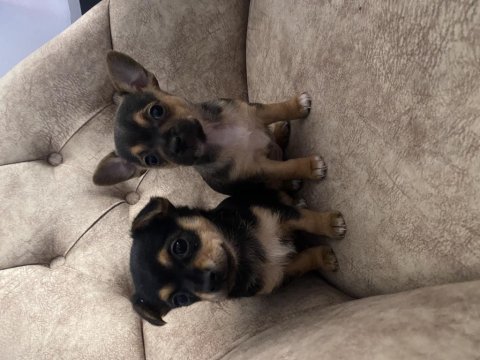 41 günlük dişi pinscher yavrular