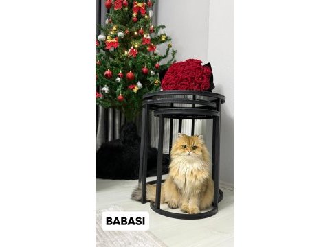 Golden british longhair