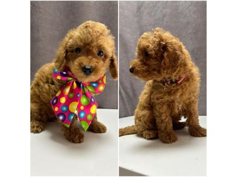 Toy poodle 1 dişi ve 1 erkek