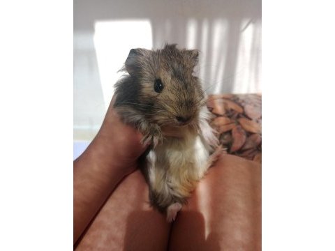 Satılık ginepig