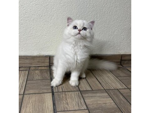 Muhteşem yakışıklı british longhair oğlum