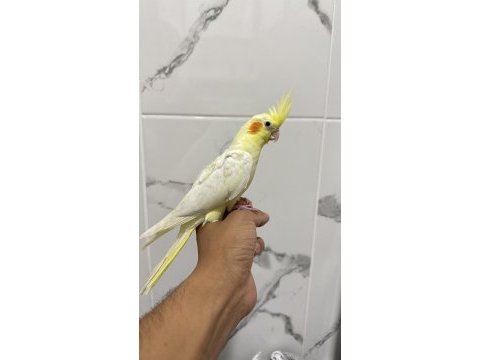 Sultan papağanları için ulaşın