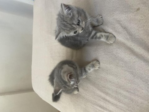 British shorthair blue tabby yavrular