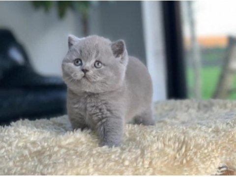 Tospik kedimiz gri british shorthair 
