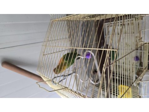 6 aylık cennet papağanı