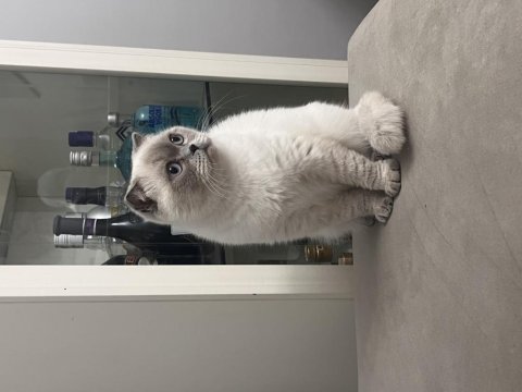 Pamuk scottish fold kızımıza yuva arıyoruz