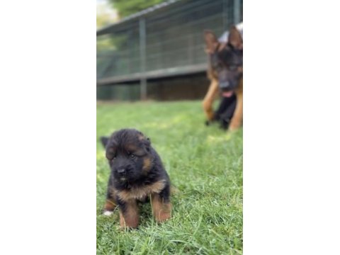 Orjinal alman kurdu köpeği
