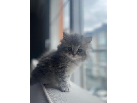 British longhair 3 aylık