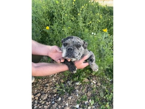 Dişi french bulldog merle 1.5 yaşında