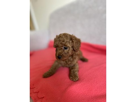 Oyuncak boy orjinal kore kan toy poodle dışı yavrularımız
