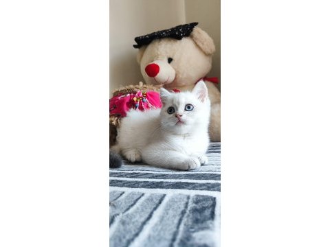 Scrli babadan safkan son dişi british shorthair bebek