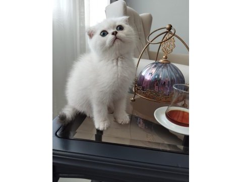 Satılık scottish fold
