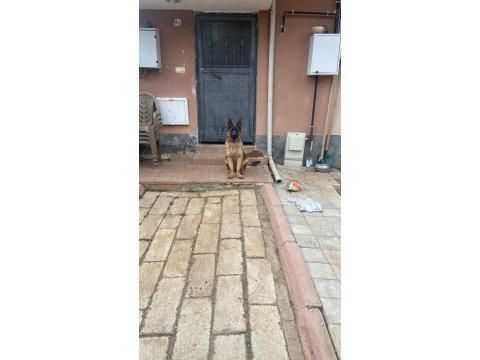 Kalite isteyenler alman kurdu
