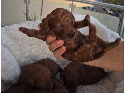 Kaliteli orjinal koyu korekan poodle yavrularımız